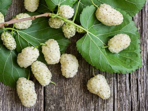 are mulberries poisonous.